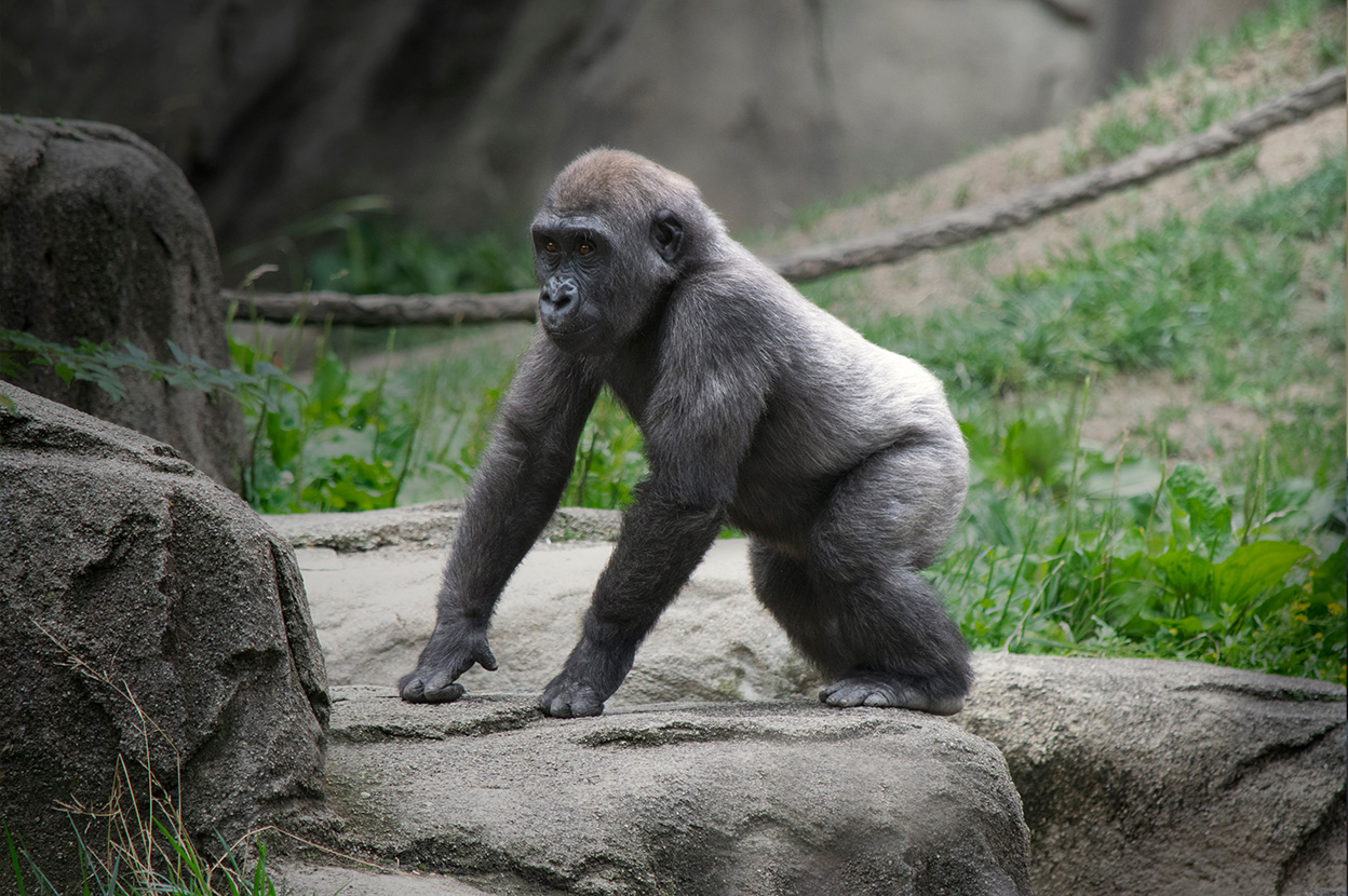 Profile of Adolescent Gorilla