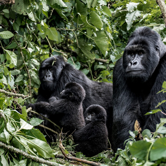 Family of Gorillas