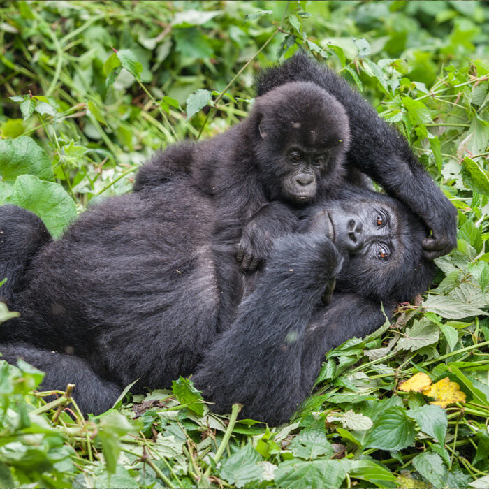 2 Young Gorillas Laying in Grass