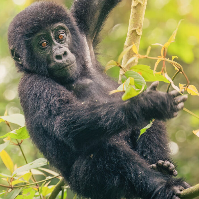 Baby gorilla swinging from vine