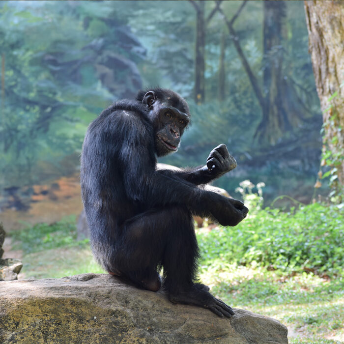 Profile of Adult Gorilla Feeding