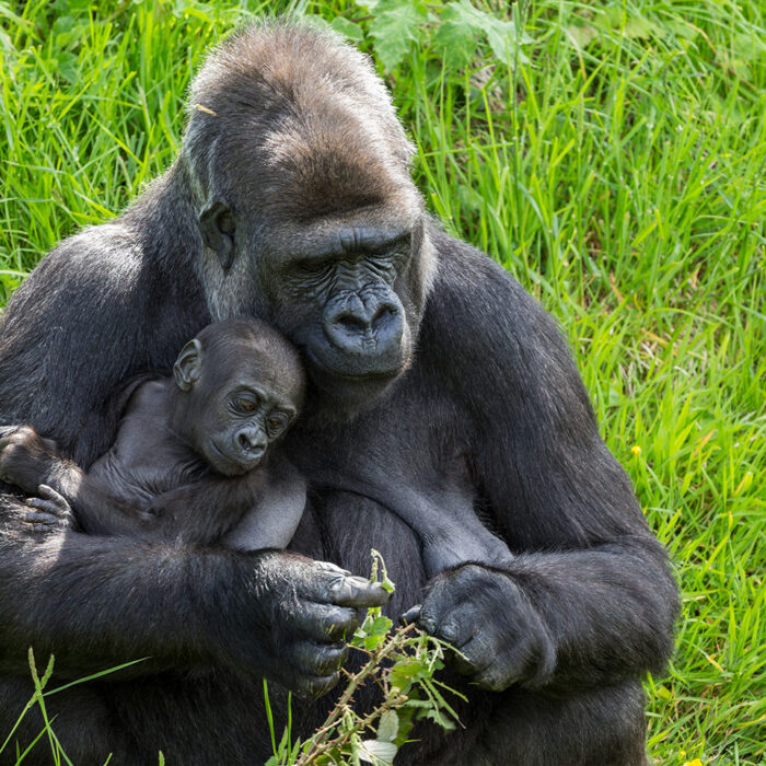 Adult Gorilla Swaddling Baby