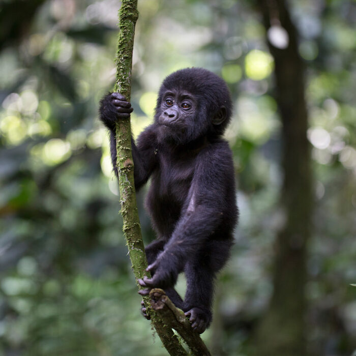 Young Gorilla on Vine