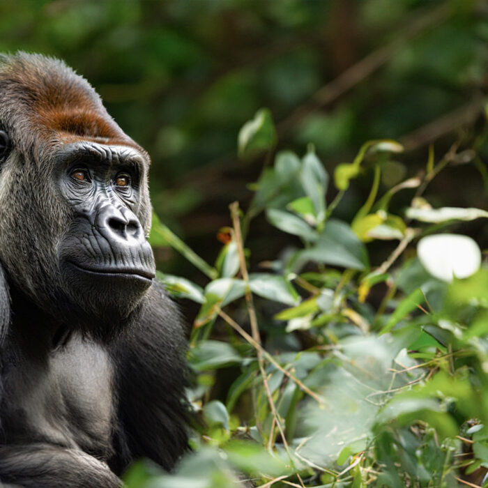 Profile of Adult Gorilla