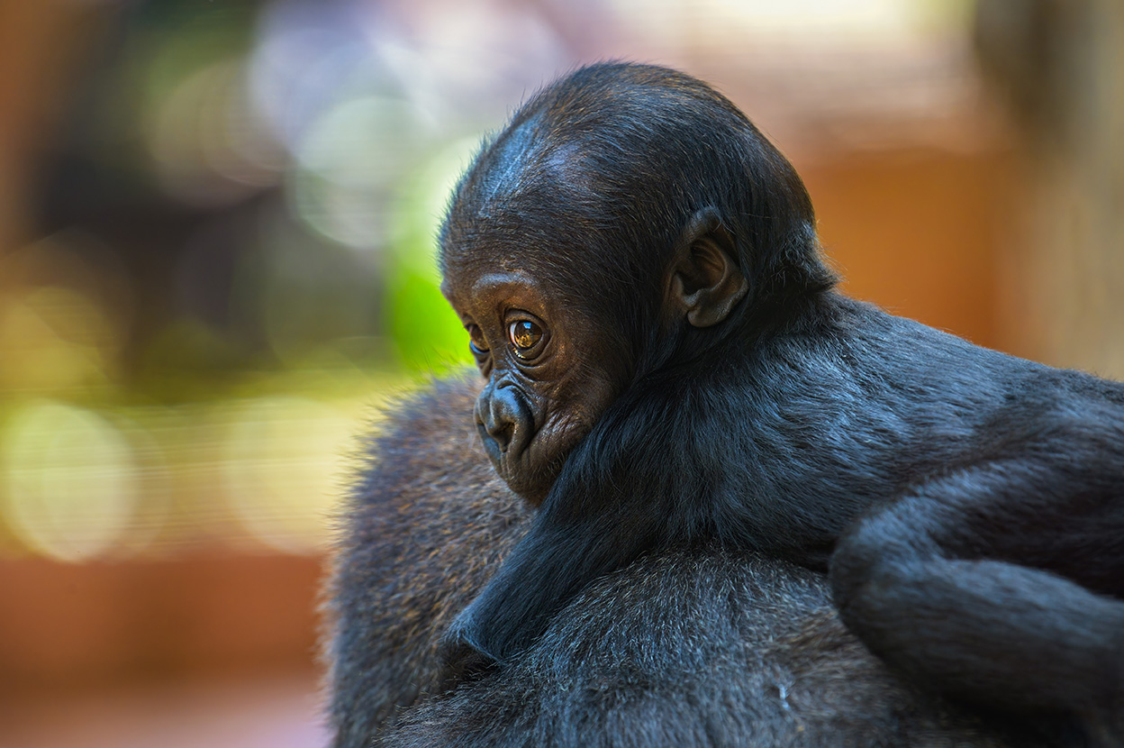 Infant Gorilla on Adult's Back