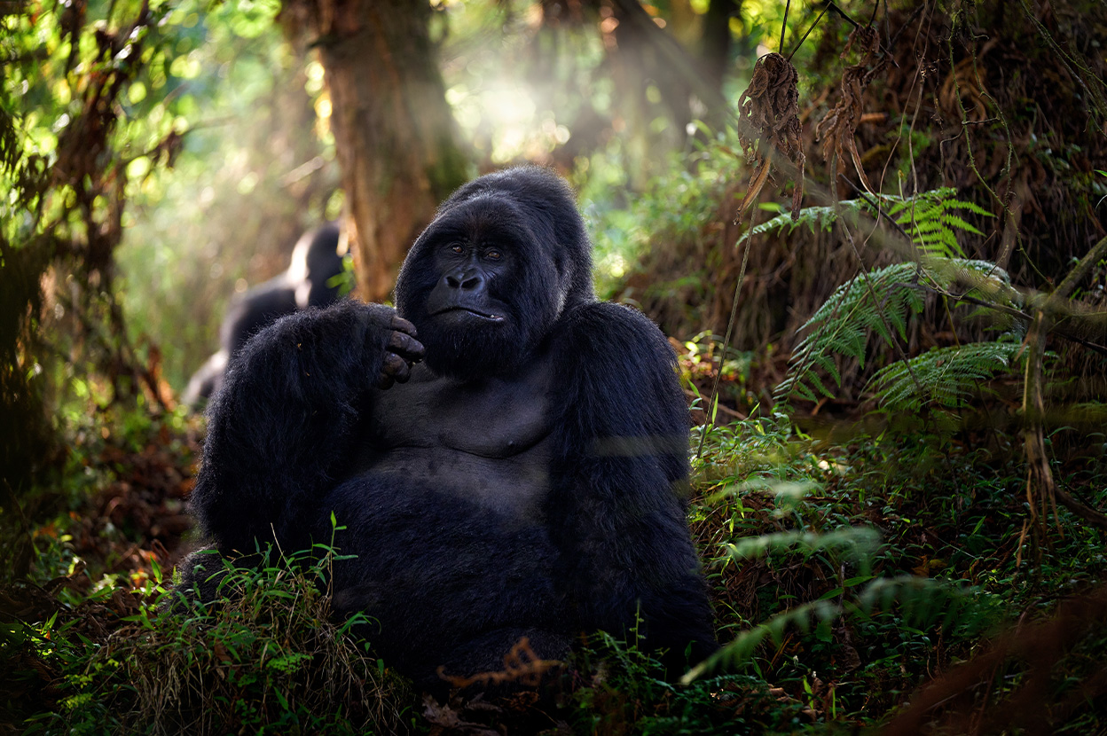 Font View of Mature Gorilla